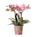 Kolibri Orchids - Altrosa Phalaenopsis Orchidee - Jewel Treviso - Topfgröße  12cm - blühende Zimmerpflanze - frisch vom Züchter