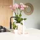 Kolibri Orchids Altrosa Phalaenopsis Orchidee Jewel Treviso Topfgröße  12cm blühende Zimmerpflanze frisch vom Züchter