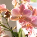 Kolibri Orchids Altrosa Phalaenopsis Orchidee Jewel Treviso Topfgröße  12cm blühende Zimmerpflanze frisch vom Züchter