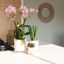 Kolibri Orchids Altrosa Phalaenopsis Orchidee Jewel Treviso Topfgröße  12cm blühende Zimmerpflanze frisch vom Züchter