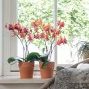Kolibri Orchids - Orange scented Phalaenopsis orchid in a...