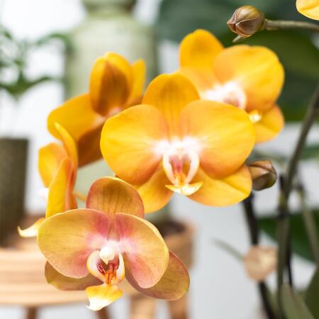 Kolibri Orchids - Orange Phalaenopsis orchid Las Vegas in a golden gr
