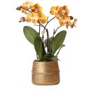 Kolibri Orchids - Orange Phalaenopsis-Orchidee Las Vegas im goldenen Groove-Ziertopf -Topfgröße 12cm