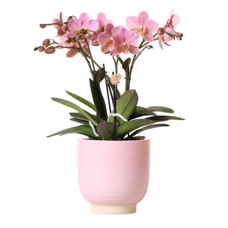 Kolibri Orchids - Orchidée Phalaenopsis Jewel Treviso rose dans un pot émaillé rose - taille du pot 12cm
