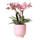Kolibri Orchids - Dusky pink Phalaenopsis orchid Jewel...