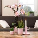 Kolibri Orchids - Orchidée Phalaenopsis Jewel Treviso rose dans un pot émaillé rose - taille du pot 12cm