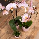 Kolibri Orchids - Orchidée Phalaenopsis Jewel Treviso rose dans un pot émaillé rose - taille du pot 12cm