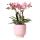 Kolibri Orchids - Orchidée Phalaenopsis Jewel Treviso rose dans un pot émaillé rose - taille du pot 12cm