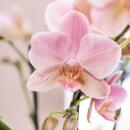 Kolibri-Orchideen – Rosafarbene Phalaenopsis-Orchidee im weißen Face-to-Face-Siertopf – Topfgröße 12 cm
