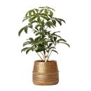 Kolibri Greens - Grünpflanze - Schefflera Bush in Groove pot gold - Topfgröße  9cm - grüne Zimmerpflanze - frisch vom Züchter