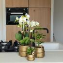 Kolibri Greens Grünpflanze Schefflera Bush in Groove pot gold Topfgröße  9cm grüne Zimmerpflanze frisch vom Züchter