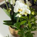 Kolibri Greens Grünpflanze Schefflera Bush in Groove pot gold Topfgröße  9cm grüne Zimmerpflanze frisch vom Züchter