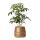 Kolibri Greens Grünpflanze Schefflera Bush in Groove pot gold Topfgröße  9cm grüne Zimmerpflanze frisch vom Züchter