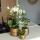 Kolibri Greens Grünpflanze Schefflera Bush in Groove pot gold Topfgröße  9cm grüne Zimmerpflanze frisch vom Züchter
