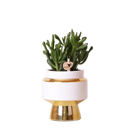 Kolibri Greens - Green plant - Succulent Crassula Hobbit in Le Chic pot gold - pot size 9cm - green houseplant