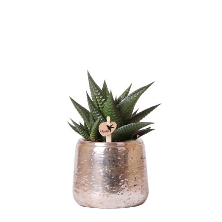 Kolibri Greens - Grünpflanze - Sukkulente Haworthia Limifolia im Luxustopf silber - Topfgröße 9cm - grüne Zimmerpflanze