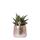 Kolibri Greens - Plante verte - Succulente Haworthia Limifolia en pot de luxe argenté - Taille du pot 9cm - plante dintérieur verte
