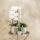 Kolibri Greens - Grünpflanze - Sukkulente Haworthia Limifolia im Luxustopf silber - Topfgröße 9cm - grüne Zimmerpflanze