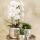 Kolibri Greens - Green plant - Succulent Haworthia Limifolia in luxury pot silver - pot size 9cm - green houseplant