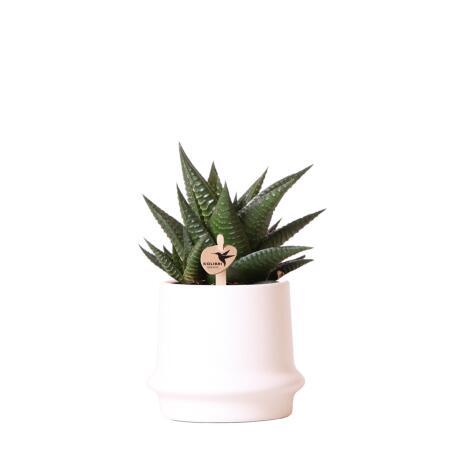 Kolibri Greens - Grünpflanze - Sukkulente Haworthia Limifolia im Ringtopf weiß - Topfgröße  9cm - grüne Zimmerpflanze