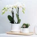 Kolibri Greens Grünpflanze Sukkulente Haworthia Limifolia im Ringtopf weiß Topfgröße  9cm grüne Zimmerpflanze