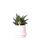 Kolibri Greens - Plante verte - Succulente Haworthia Limifolia en pot rond blanc - taille du pot 9cm - plante dintérieur verte