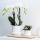 Kolibri Greens Grünpflanze Sukkulente Haworthia Limifolia im Ringtopf weiß Topfgröße  9cm grüne Zimmerpflanze