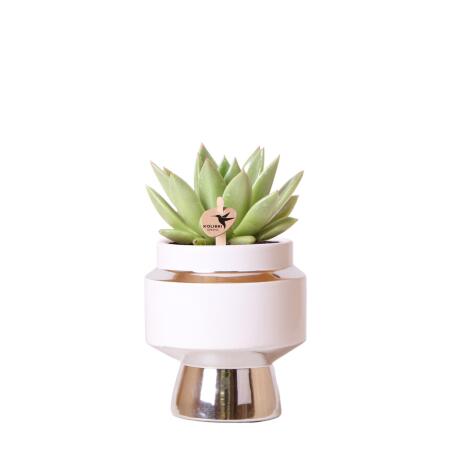 Kolibri Greens - Grünpflanze - Sukkulente Echeveria Miranda im Le Chic Topf silber - Topfgröße 9cm - grüne Zimmerpflanze