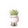 Kolibri Greens - Green plant - Succulent Echeveria Miranda in Le Chic pot silver - pot size 9cm - green houseplant