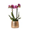 Kolibri Orchids - Rosa lila Phalaenopsis Orchidee - El Salvador + Luxus goldenen Topf - Topfgröße  9cm - 35cm hoch - blühende Zimmerpflanze