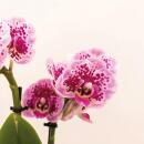 Kolibri Orchids - Rosa lila Phalaenopsis Orchidee - El...