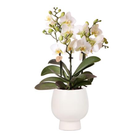 Kolibri Orchids - Orchidée Phalaenopsis blanche - Lausanne + pot décoratif blanc Scandic - taille de pot 9cm + hauteur 40cm - plante dintérieur fleurie
