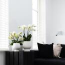 Kolibri Orchids - Orchidée Phalaenopsis blanche -...