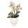 Kolibri Orchids - Orchidée Phalaenopsis blanche - Lausanne + pot décoratif blanc Scandic - taille de pot 9cm + hauteur 40cm - plante dintérieur fleurie