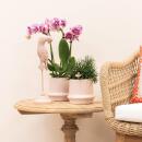 Kolibri Orchids - Plant Set Ring - Set with white Phalaenopsis orchid 9cm and green succulent Miranda 6cm - incl. nude-colored ceramic decorative pots
