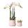Kolibri Orchids - Plant Set Ring - Set with white Phalaenopsis orchid 9cm and green succulent Miranda 6cm - incl. nude-colored ceramic decorative pots