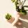 Kolibri Orchids - Plant Set Ring - Set with white Phalaenopsis orchid 9cm and green succulent Miranda 6cm - incl. nude-colored ceramic decorative pots
