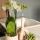 Kolibri Orchids - Plant Set Ring - Set with white Phalaenopsis orchid 9cm and green succulent Miranda 6cm - incl. nude-colored ceramic decorative pots
