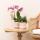 Kolibri Orchids - Plant Set Ring - Set with white Phalaenopsis orchid 9cm and green succulent Miranda 6cm - incl. nude-colored ceramic decorative pots