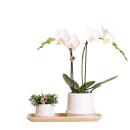 Kolibri Company - Pflanzenset Ring weiß - Set mit weißer Phalaenopsis Orchidee Amabilis 9cm und Grünpflanze Rhipsalis 6cm und Bambusteller oval - inkl. weißen Keramik-Ziertöpfen