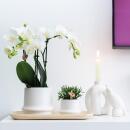 Kolibri Company - Set de plantes Ring blanc - Set avec orchidée Phalaenopsis blanche Amabilis 9cm et plante verte Rhipsalis 6cm et assiette en bambou ovale - pots décoratifs blancs en céramique inclus