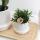 Kolibri Company - Plant set ring white - Set with white Phalaenopsis orchid Amabilis 9cm and green plant Rhipsalis 6cm and bamboo plate oval - incl. white ceramic decorative pots