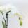 Kolibri Company - Pflanzenset Ring weiß - Set mit weißer Phalaenopsis Orchidee Amabilis 9cm und Grünpflanze Rhipsalis 6cm und Bambusteller oval - inkl. weißen Keramik-Ziertöpfen