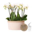 Kolibri Orchids - white plant set in cotton basket incl. water tank - 3 white orchids Amabilis 9cm and 3 green plants Rhipsalis