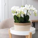 Kolibri Orchids - white plant set in cotton basket incl. water tank - 3 white orchids Amabilis 9cm and 3 green plants Rhipsalis