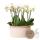 Kolibri Orchids - white plant set in cotton basket incl. water tank - 3 white orchids Amabilis 9cm and 3 green plants Rhipsalis