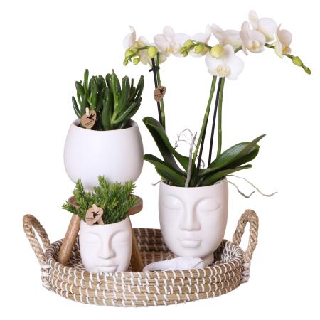 Kolibri Orchids - Complete plant set Face-2-Face white - Green plants with white Phalaenopsis orchid in white Scandic decorative pot
