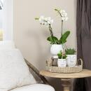 Kolibri Orchids - Complete plant set Face-2-Face white - Green plants with white Phalaenopsis orchid in white Scandic decorative pot