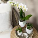 Kolibri Orchideen - Komplettes Pflanzenset Face-2-Face weiß - Grünpflanzen mit weißer Phalaenopsis-Orchidee im weißen Scandic-Dekotopf