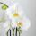 Kolibri Orchideen - Komplettes Pflanzenset Face-2-Face weiß - Grünpflanzen mit weißer Phalaenopsis-Orchidee im weißen Scandic-Dekotopf